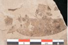 Foto (Detailansicht) von Xylomites umbilicatus Unger (NHMW-GEO-2024-0188-6386)